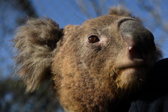 Plans to create the Great Koala National Park fly in the face of logging in the area, environmental groups say.