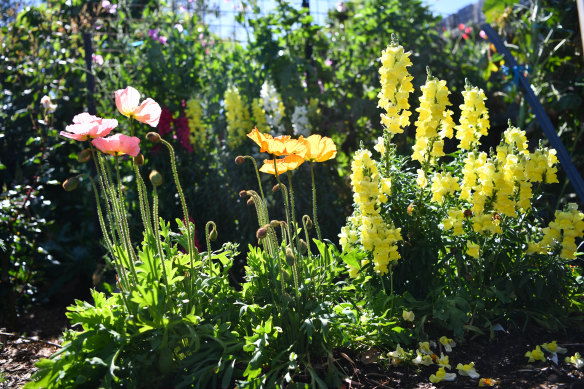 Poppies and snapdragons in the Mackenzies' garden