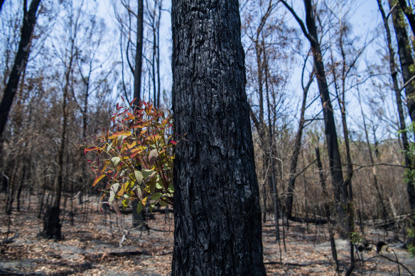 Bushfires in the Boyne State Forest. Last season's bushfires have added pressure on remaining native forest reserves.