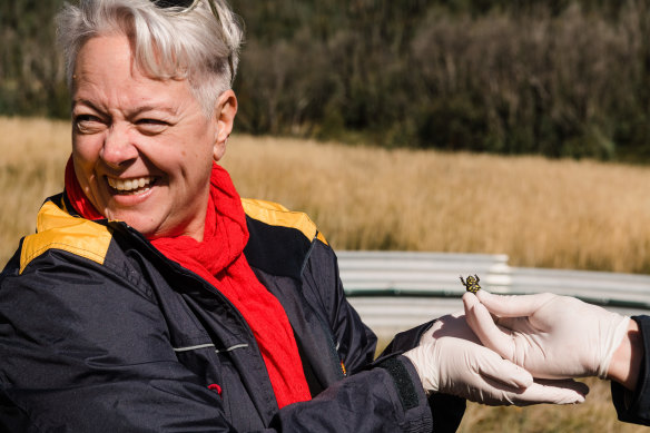 Southern Corroboree frogs numbers have plummeted following disease and bushfires, representing some of the massive challenges Sharpe will face while in office.