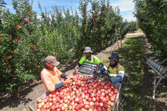 Farms cannot find enough workers to harvest crops.