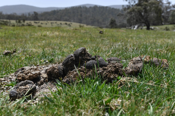 Horse dung near the source of the Murray River.