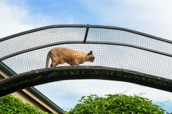 Some owners in NSW keep their cats in enclosures to ensure their safety, as well as that of local wildlife.
