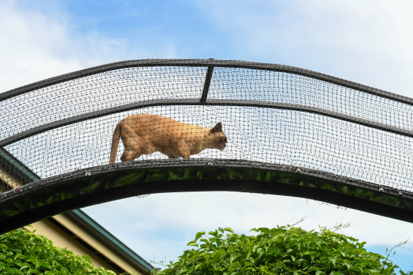 Kylie McKendry has built an enclosure in her garden to stop her cat killing local wildlife.