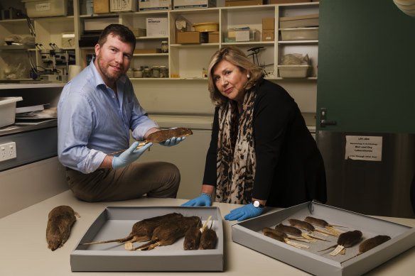 Australian Museum chief scientist Professor Kris Helgen and museum director Kim McKay with specimens from the US Typhus Commission research project. 