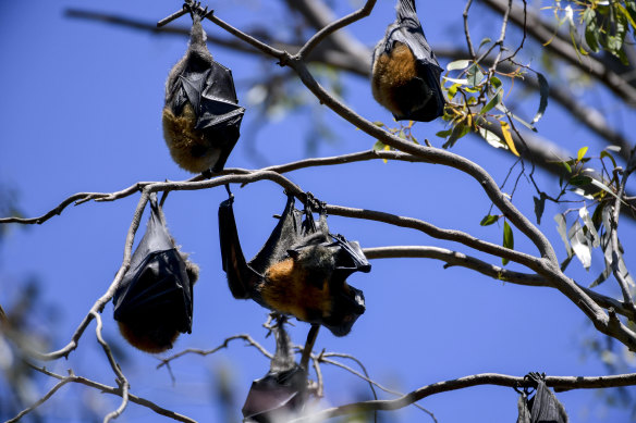The new Hendra variant may be more common in grey-headed flying foxes.