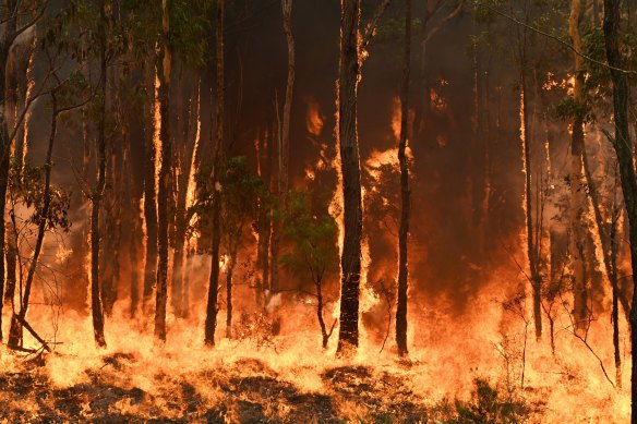 The Green Wattle Creek fire, now listed by the NSW Rural Fire Service as "under control", burnt through 278,200 hectares including most of the catchment area around Warragamba Dam.