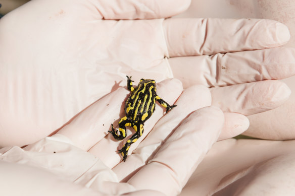 Corroboree frog species are declining amid climate change, diseases and invasive species. But a breeding program is hoping to help keep their populations stable.