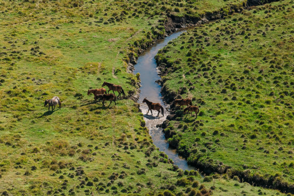 Given feral horses move freely across jurisdictions, environmental groups want a coordinated effort from state and federal governments.