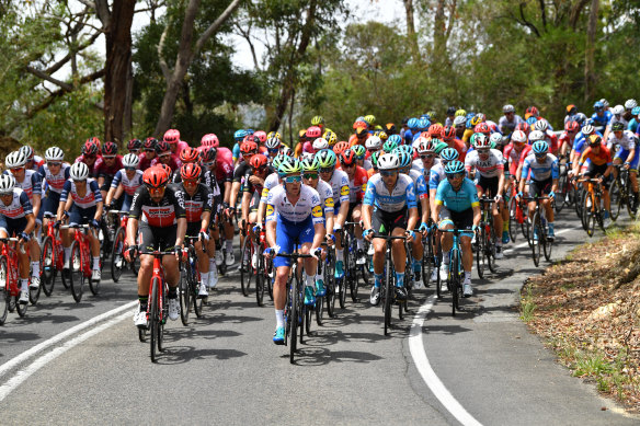 The peloton moves through the Adelaide Hills.