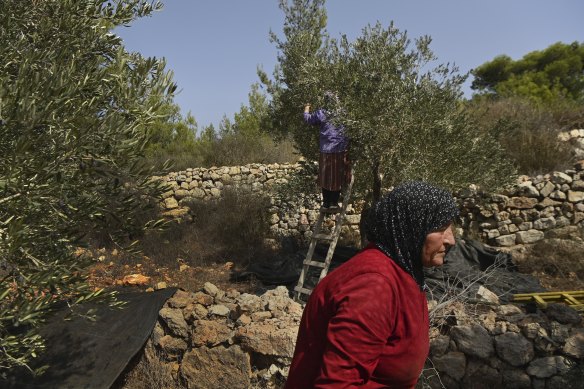 Palestinian women harvest olives on their farm in Area C, near Jibiya in the West Bank, Palestine.