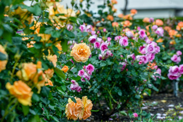 Roses in the Morwell Centenary Rose Garden will be in full bloom for the upcoming festival.