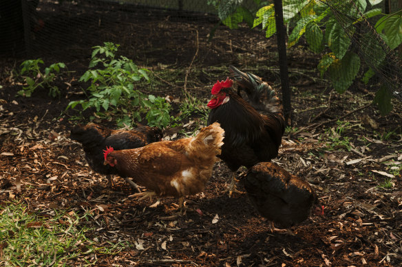 You need only two to four chooks in a backyard.