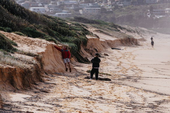 Erosion of sand dunes at South Curl Curl beach this week.