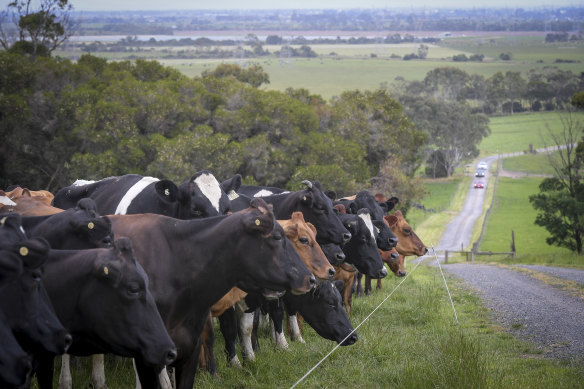 A new dairy industry report outlines a roadmap to rejuvenate the industry.