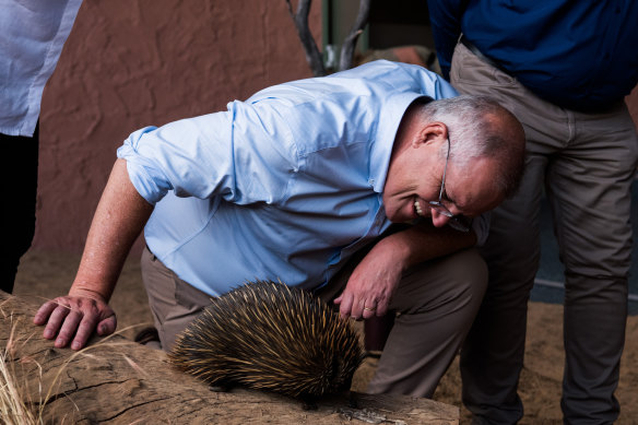 Prime Minister Scott Morrison meets an echidna at Alice Springs Desert Park.