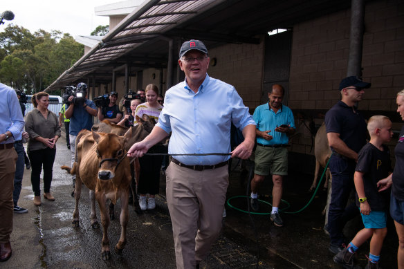 Prime Minister Scott Morrison takes Rumour the cow for a walk at the Sydney Royal Easter Show.