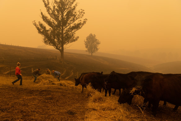 The Evans family feeds their surviving cattle. The morning before, all the hills around their property were covered in flames.