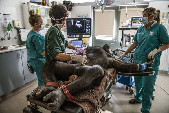 Kuma undergoes an ultrasound during her check-up.