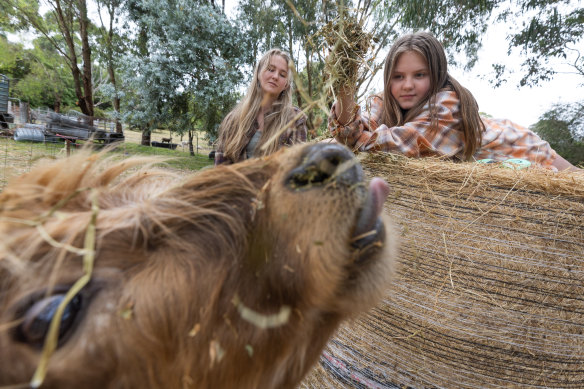 Jasmine (left), 17, and Charlotte, 11, and feeding the miniature cows on their family’s Whittlesea property.