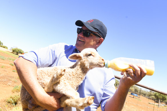 Prime Minister Scott Morrison feeds a lamb near Quilpie in outback Queensland.