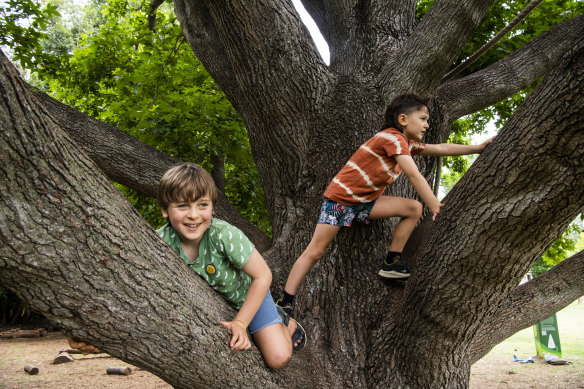 Oliver Buyukyilmaz and Stanley Shine practise their tree-climbing skills.
