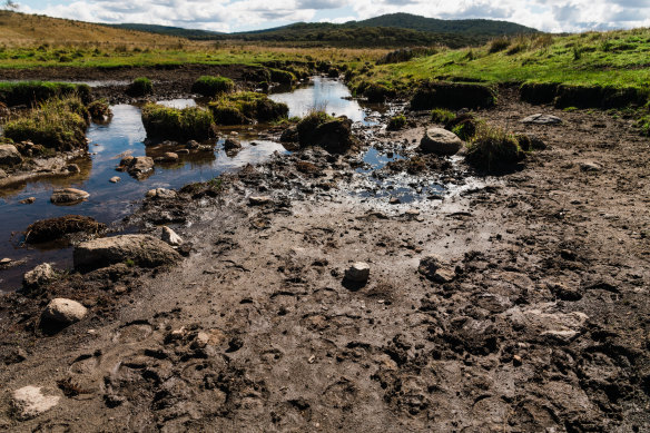 Feral horse populations have damaged large parts of Kosciuszko National Park, including river banks.