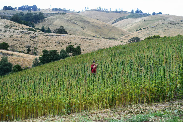 Nick Svenson says the South Gippsland climate is well-suited to growing hemp. 