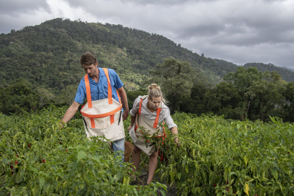 The chilli and paw paw farm has been in Jack Murday's family for generations.  Jack met Isabelle when she was working on the farm picking fruit.