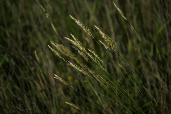 Pascoe has baked bread from the dancing grass seeds.