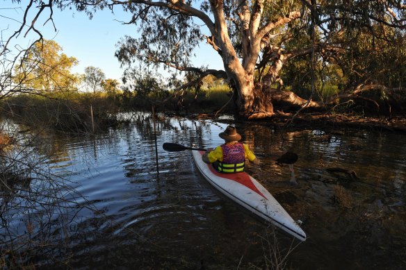 Peter Berney, from the NSW National Parks and Wildlife Service, guides his kayak through lignum in the Narran Lakes. 