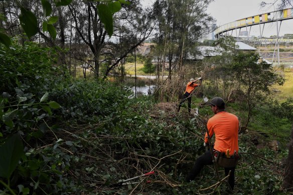 Workers at Sydney Olympic Park remove some of the last of the lantana, an invasive weed that has taken a 14-year removal effort.
