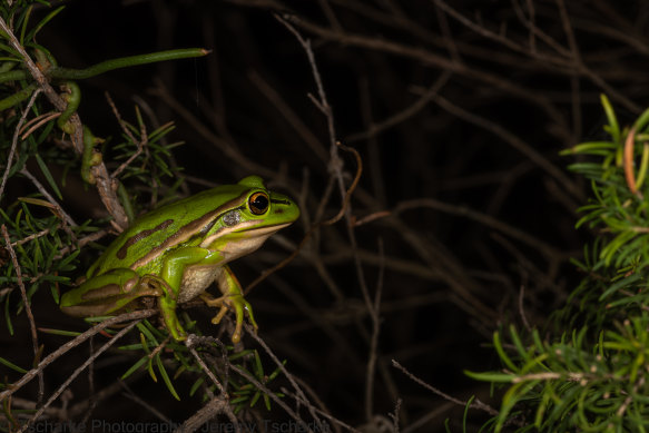 A green and golden bell frog.