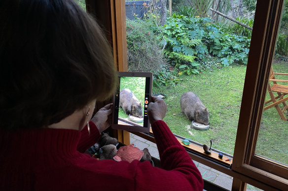 Jackie French photographs a wombat visiting her property at dusk.
