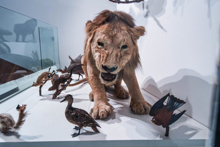 End of the Wild: Museum's long-running taxidermy exhibition to close
