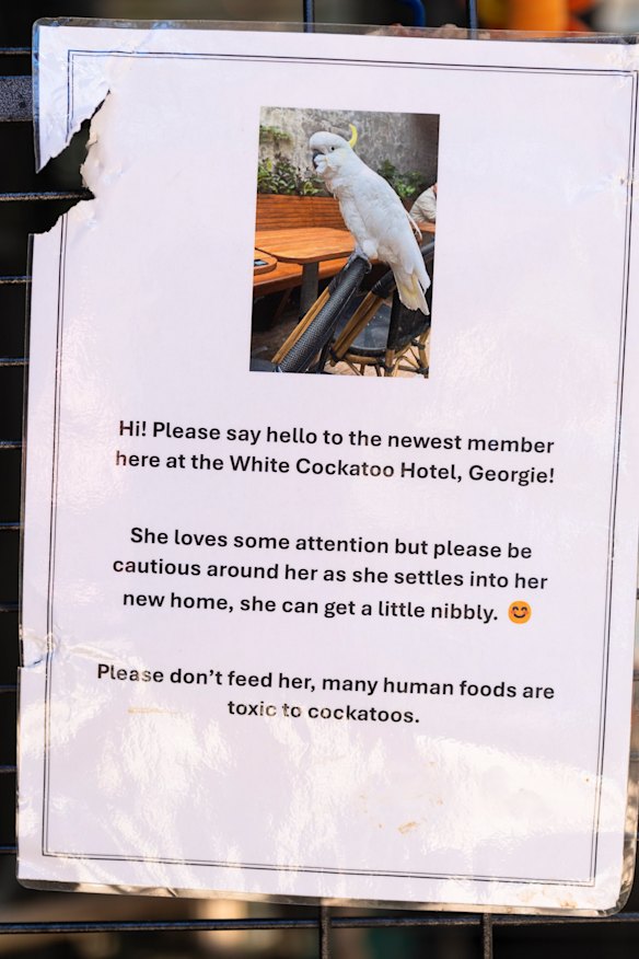 Pub goers at the White Cockatoo in Petersham have already warmed to Georgie.
