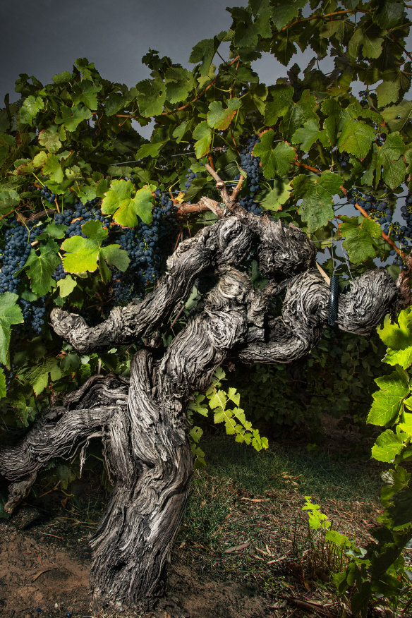 A grand old grapevine from Langmeil’s Freedom Vineyard in South Australia’s Barossa Valley. The shiraz vineyard, planted in 1843, is the oldest in Australia – and possibly the world.
