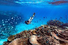 With more than 1000 species of local fish, diving is a must.