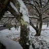 BOM predicts snow outside Stanthorpe on Tuesday