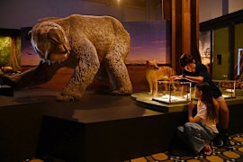 The Diprotodon Optatum, the largest marsupial that ever lived.
