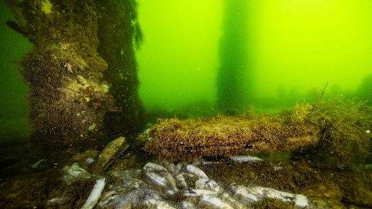 Dead garfish in neon-green water in Ardrossan, South Australia on July 9.