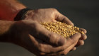 Australian farmers have produced what shapes as their biggest ever wheat crop.