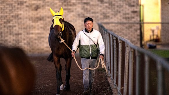 Ka Ying Rising gets ready for a run at Canterbury earlier this week.