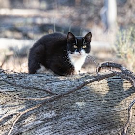 A feral cat in Dryandra, WA.