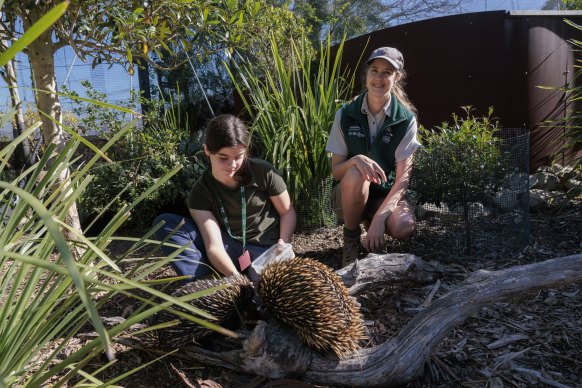 Estella Bayfield feeds echidnas alongside zookeeper Laura Mackey at Taronga Zoo as part of a work experience program.