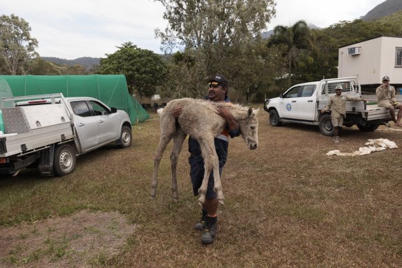 A horse found in distress deep into the scrub by rangers is taken to be reunited with its owner.