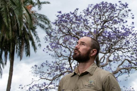 Royal Botanic Garden Sydney senior arborist Matthew Coyne.