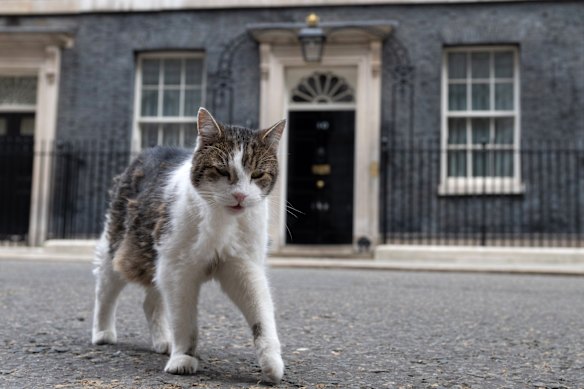 Larry the cat – chief mouser to the Cabinet Office – patrols outside 10 Downing Street on Thursday.