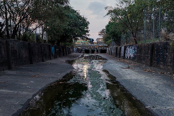 Coxs Creek, a canal that runs alongside the Greenacre frog sanctuary, is a tributary of the Cooks River.