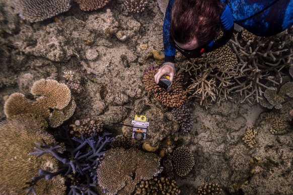 Dr Will Feeney carries out his research at North Point Reef off Lizard Island.